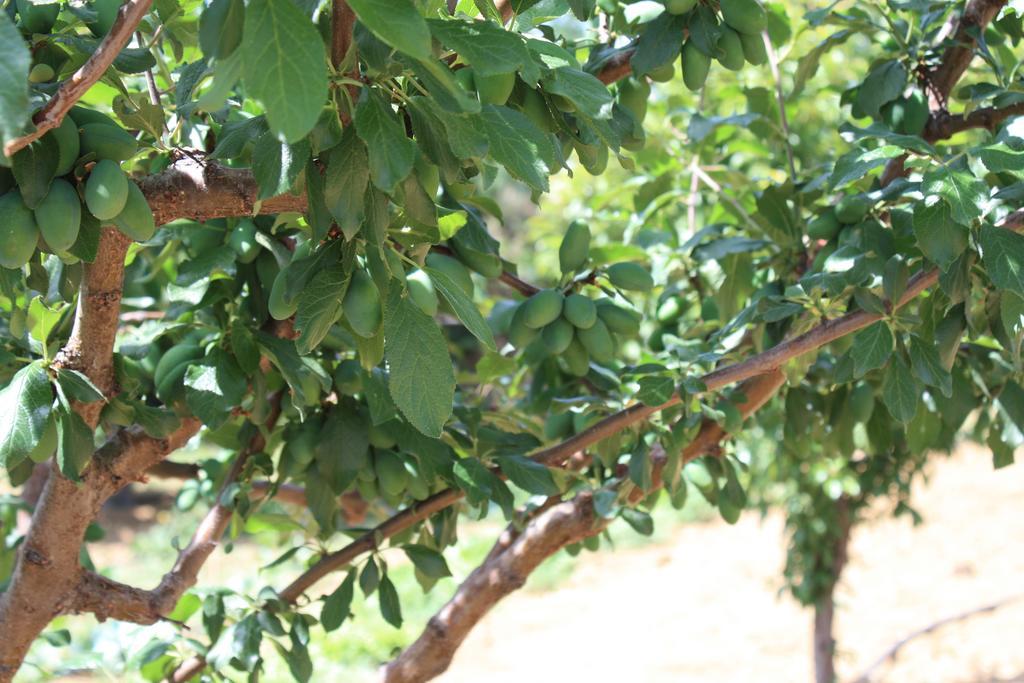 Naxos Cottage Kato Sangrion Phòng bức ảnh