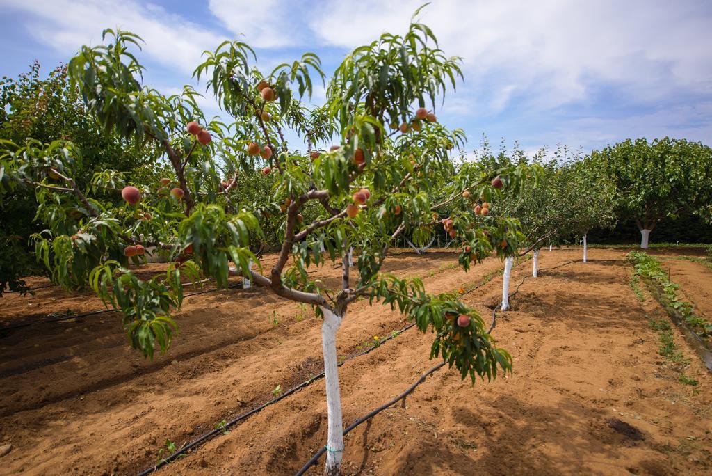 Naxos Cottage Kato Sangrion Ngoại thất bức ảnh