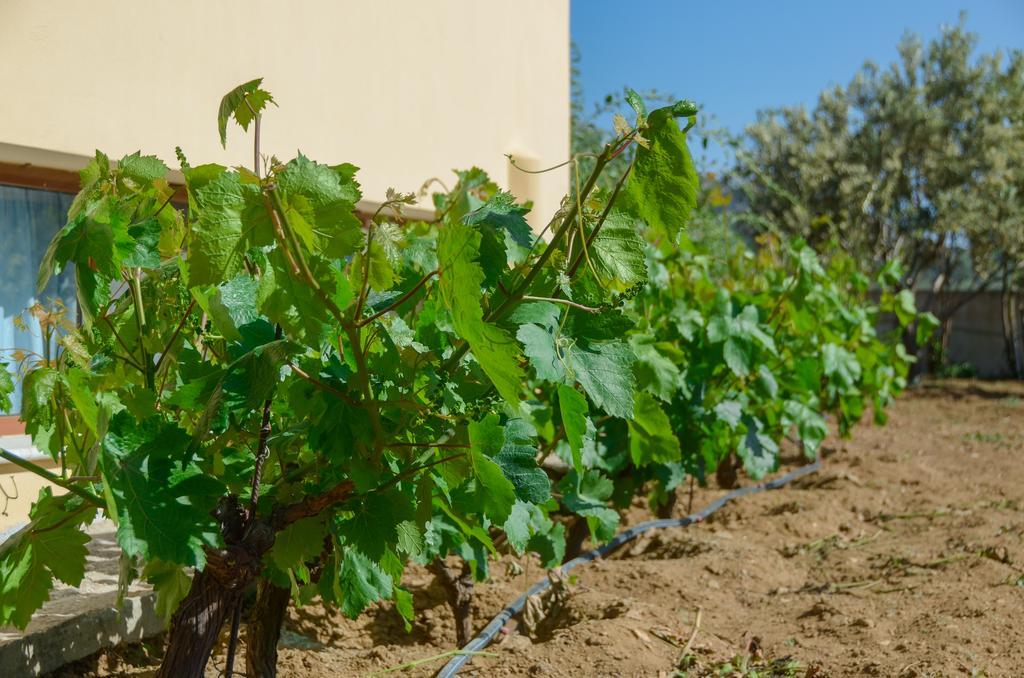 Naxos Cottage Kato Sangrion Ngoại thất bức ảnh